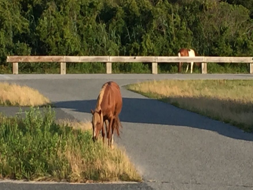 Assateague Island National Seashore