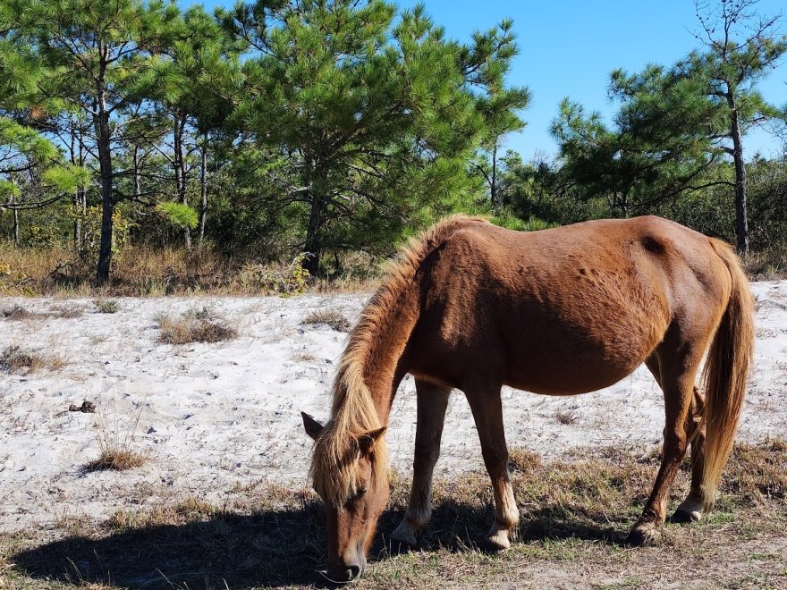 Assateague Island National Seashore