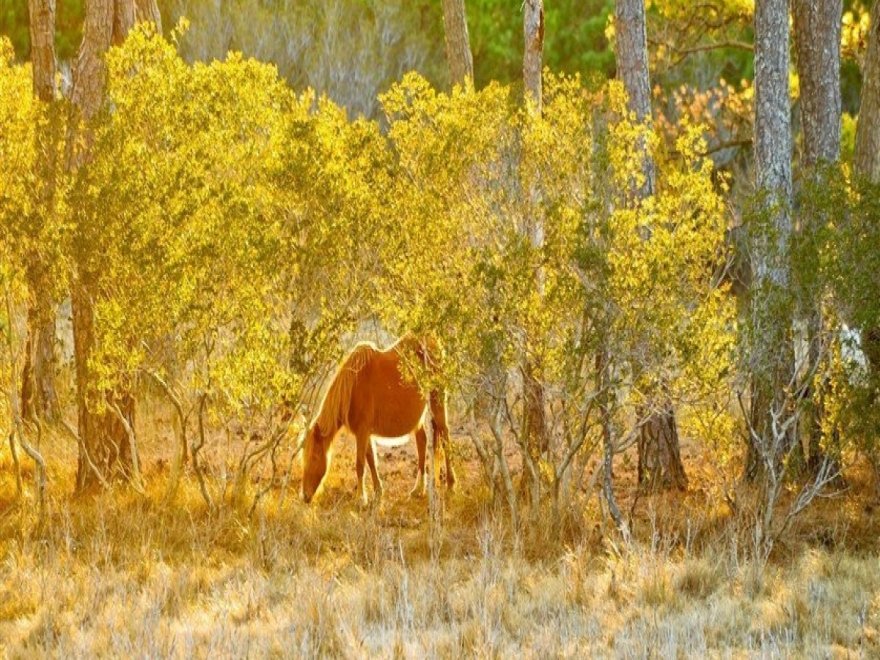 Assateague Island National Seashore