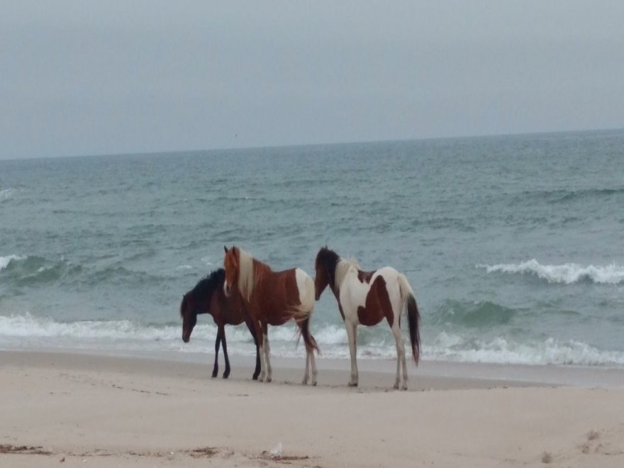 Assateague State Park