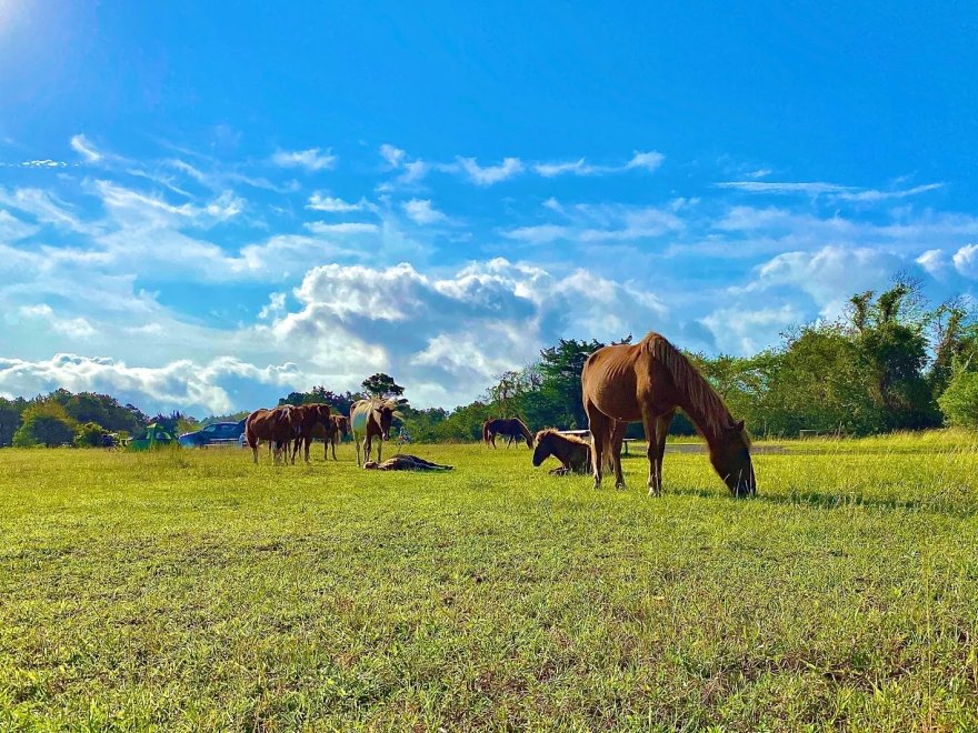 Assateague Island National Seashore - Bayside Drive-in Campground