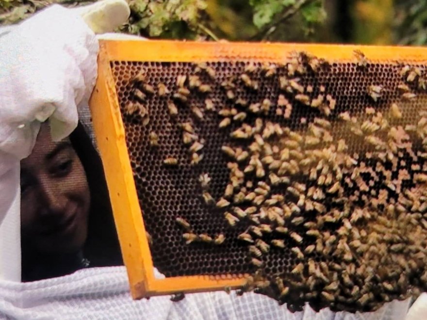 BayBees Honey